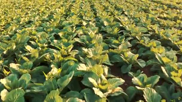 An aerial shot of young cabbage field ripening at summer season, — Stock Video