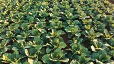 Yaz mevsiminde olgunlaşan genç lahana tarlasının havadan çekilmiş fotoğrafı.,