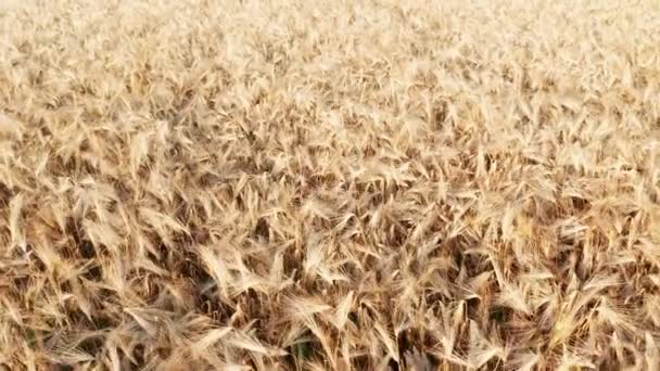 Zemědělství a výroba potravin. Žluté pole ječmene nebo pšenice Letecké focení — Stock video