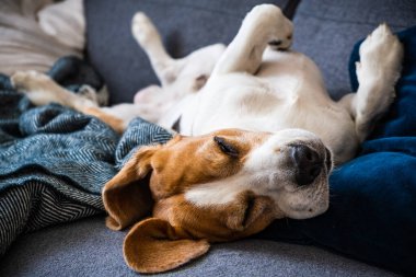 Beagle dog yorgun bir kanepede uyur.