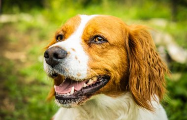 Brittany Spaniel köpeği dışarıda..