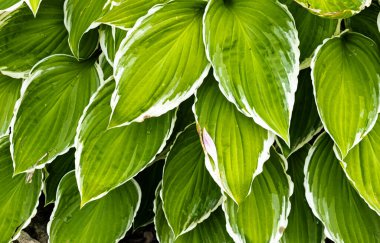 Yeşil yapraklar arka plan. Doğanın soyut şekilleri