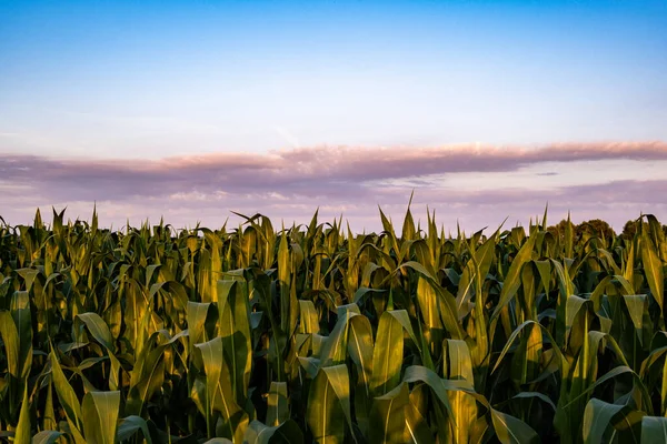 Junge Maispflanzen im Sonnenuntergang. Hintergrund Maisfeld — Stockfoto