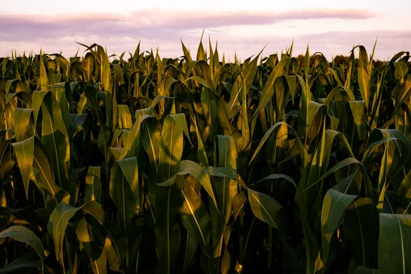 Plantas de milho jovens sob a luz do pôr do sol. Campo de milho fundo — Fotografia de Stock