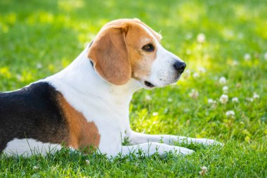 Bahçede çimlerin üzerinde uzanan av köpeği eğlencesi