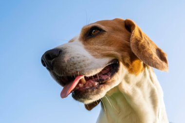 Beagle köpek portresi Dili dışarıda gökyüzüne karşı