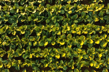 Çiftlik tarlasından taze lahana. Yeşil lahana bitkilerinin manzarası.