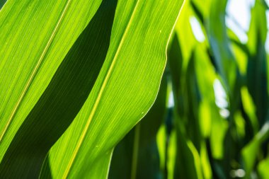 Mısır tarımı. Yeşil doğa. Yazın çiftlik arazisindeki kırsal alan. Bitki büyümesi.
