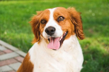 Brittany Spaniel köpeği dışarıda..