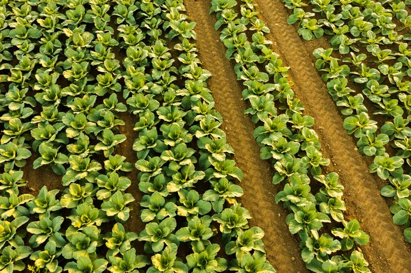 Col fresca del campo de la granja. Vista de las plantas de coles verdes. — Foto de Stock
