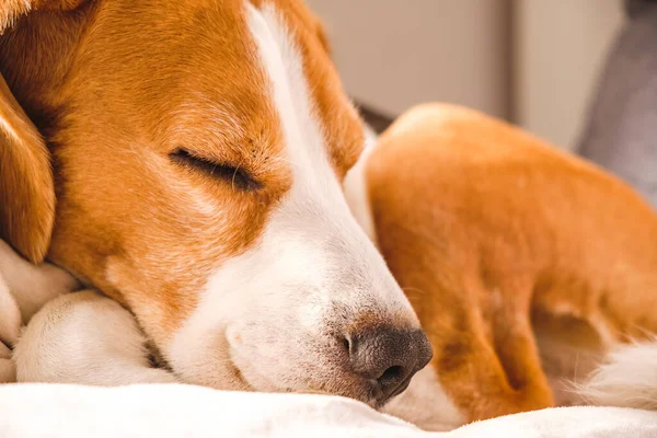Perro beagle macho adulto durmiendo en su almohada. Profundidad superficial del campo. —  Fotos de Stock