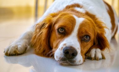Brittany Spaniel köpeği soğuk zeminde yatıyor.