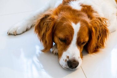 Brittany Spaniel köpeği soğuk zeminde yatıyor.