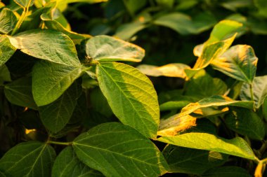 Tarladaki yeşil fasulye bitkilerinin yakınına.