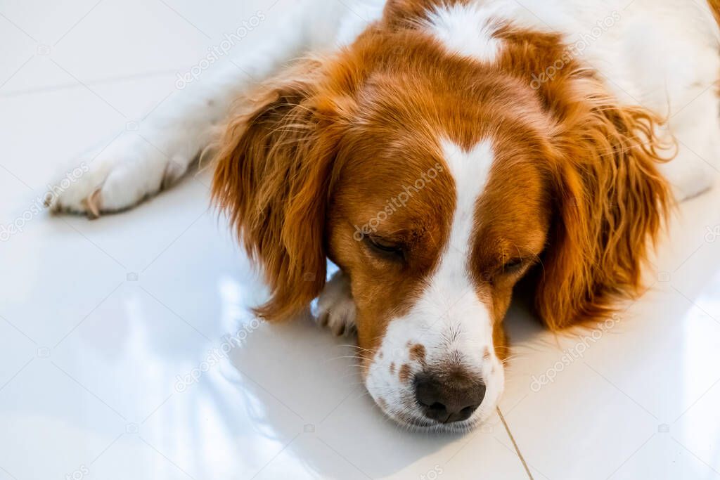 Brittany Spaniel dog lying down on cold floor