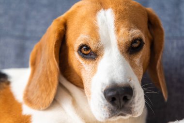 İçeride kanepede uyuyan av köpeği.