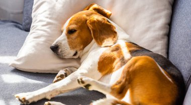 İçeride kanepede uyuyan av köpeği.