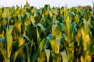 Mısır tarımı. Yeşil doğa. Yazın çiftlik arazisindeki kırsal alan. Bitki büyümesi.
