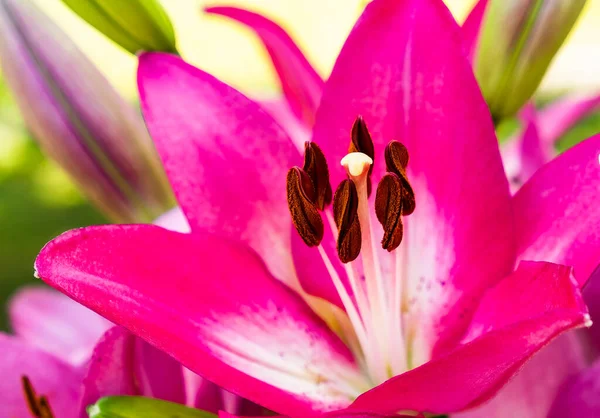 Lily flower in the garden. Shallow depth of field. — Stock Photo, Image