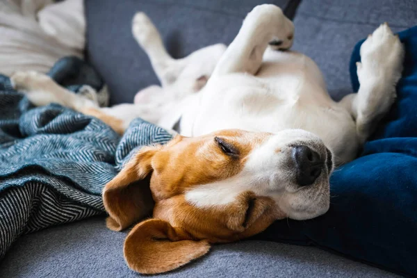 Funny Beagle dog tired sleeps on a couch