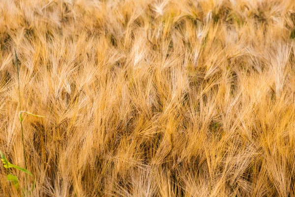 Vetefält närbild av gyllene stål växer i solen — Stockfoto