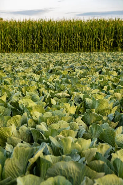 Свіжа капуста з сільськогосподарського поля. Вид на рослини з зелених капусти . — стокове фото