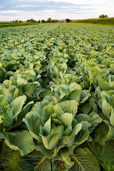 Свіжа капуста з сільськогосподарського поля. Вид на рослини з зелених капусти . — стокове фото