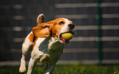 Avluda av köpeği eğlencesi, dışarıda top ile koşmak