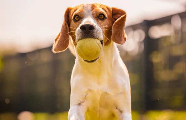 Beagle dog fun in backyard, outdoors run with ball — Stock Photo, Image