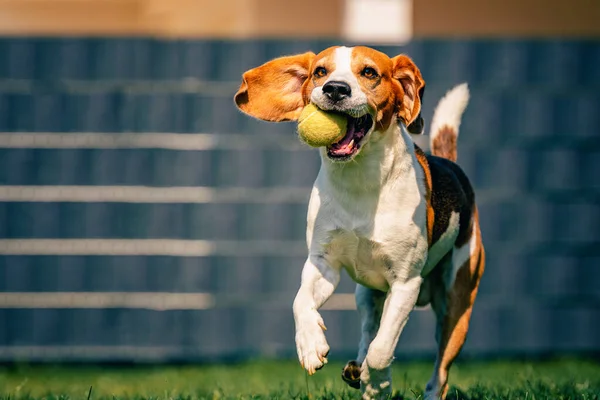 Beagle dog fun in backyard, outdoors run with ball — Stock Photo, Image