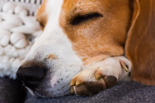 獣医ケア - 犬足を持っている人の手 — ストック写真