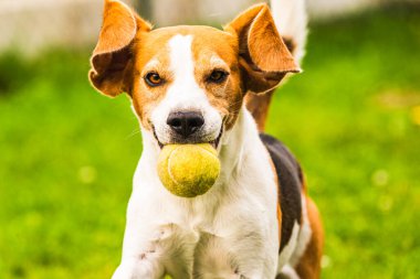 Avluda av köpeği eğlencesi, dışarıda top ile koşmak