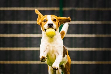 Avluda av köpeği eğlencesi, dışarıda top ile koşmak