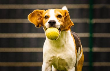 Avluda av köpeği eğlencesi, dışarıda top ile koşmak