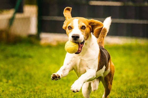 Beagle dog fun in backyard, outdoors run with ball — Stock Photo, Image