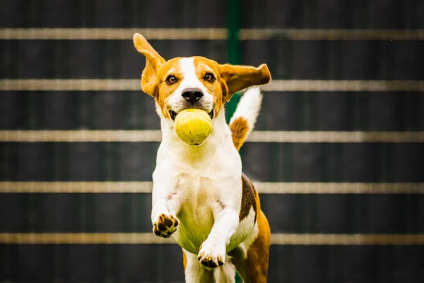 Beagle dog fun in backyard, outdoors run with ball — Stock Photo, Image