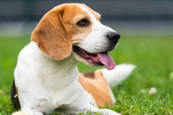 Beagle perro al aire libre retrato con la lengua fuera. — Foto de Stock