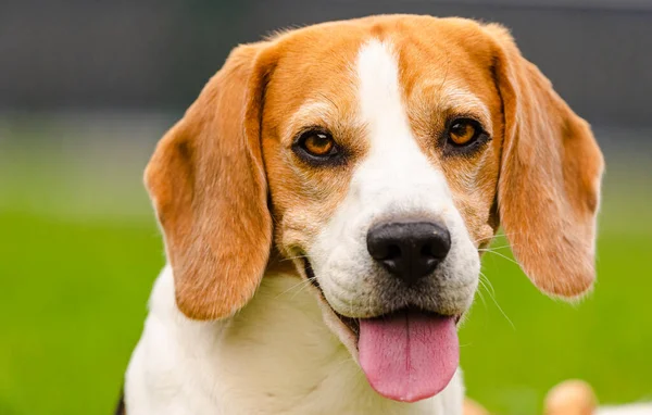 Beagle perro al aire libre retrato con la lengua fuera. — Foto de Stock