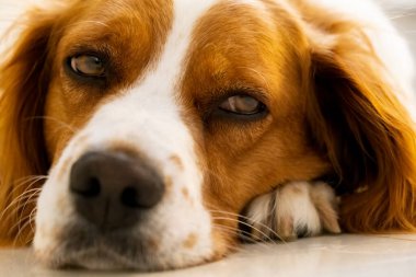 Brittany Spaniel köpeği soğuk zeminde yatıyor.