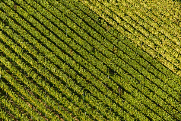 Colinas de vinhas na vinha na região da Estíria do Sul, na Áustria — Fotografia de Stock