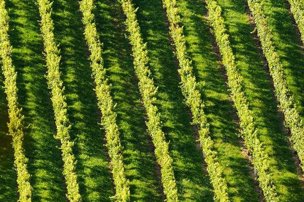 Hills Of vines on Vineyard In South Styria Region in Austria — Stock fotografie