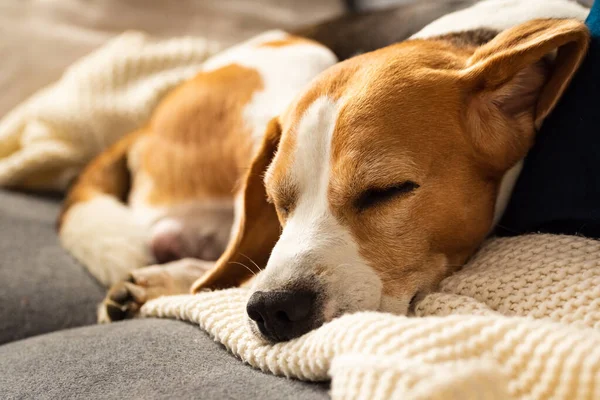 Câine adult de sex masculin beagle care doarme pe pernă. Adâncimea mică a câmpului . — Fotografie, imagine de stoc