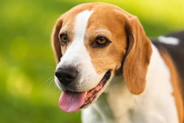 Beagle kutya szabadban portré nyelvvel ki. — Stock Fotó