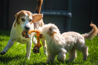 İki köpek, bir Beagle ve küçük bir Maltipoo yavrusu yeşil çimlerin üzerinde güneşli bir açık hava sahasında römorkör oyunu sırasında renkli bir halat oyuncağını aktif olarak çekiyorlar..