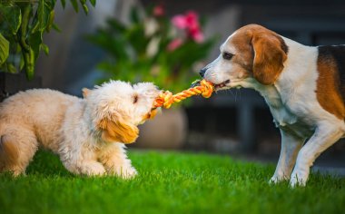 İki oyuncu köpek, bir Beagle ve pofuduk bir Maltipoo yavrusu güneşli bir bahçedeki canlı yeşil çimenlikte renkli bir halat oyuncağıyla neşeyle çekiştiriyorlar. Son sınıf öğrencisiyle köpek yavrusunun karışımı..