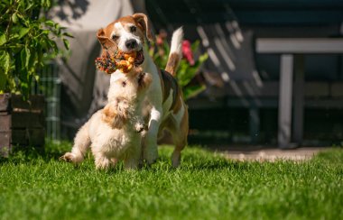 Neşeli bir Beagle ve tüylü bir Maltipoo köpek yavrusu parlak yeşil çimlerin üzerinde güneşli bir arka bahçede ip oyuncağını birlikte çekiyorlar. Aktif köpekler oynuyor.