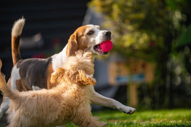 Yetişkin bir Beagle köpeği, ağzında parlak pembe desenli bir topla koşarken tüylü bir Maltipoo yavrusu yeşil çimlerin üzerinde neşeyle zıplıyor..