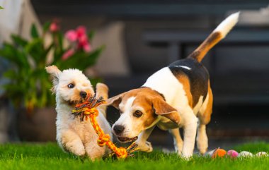 Bir Beagle köpeği ve pofuduk bir Maltipoo yavrusunun yeşil çimlerin üzerinde bir ip oyuncağa saldırdığı, yavru bir köpeğin zıpladığı ve gözlerinin açık olduğu enerjik bir sahne..