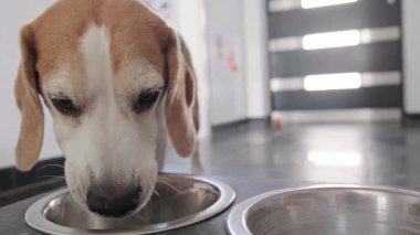 Bir Beagle köpeğinin modern, fayanslı bir iç mekânda metal bir kaseden arta kalan yiyecekleri yalarkenki alçak açılı görüntüsü. Yemek saatinin son anlarına odaklan..