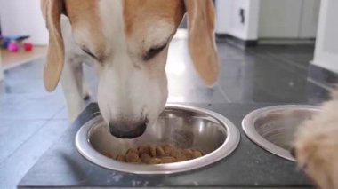 Bir av köpeğinin makarnasını yerken yakın plan çekimde Maltipoo yavrusu sırasını beklerken ya da yemek yüzünden dikkati dağılırken görülüyor..